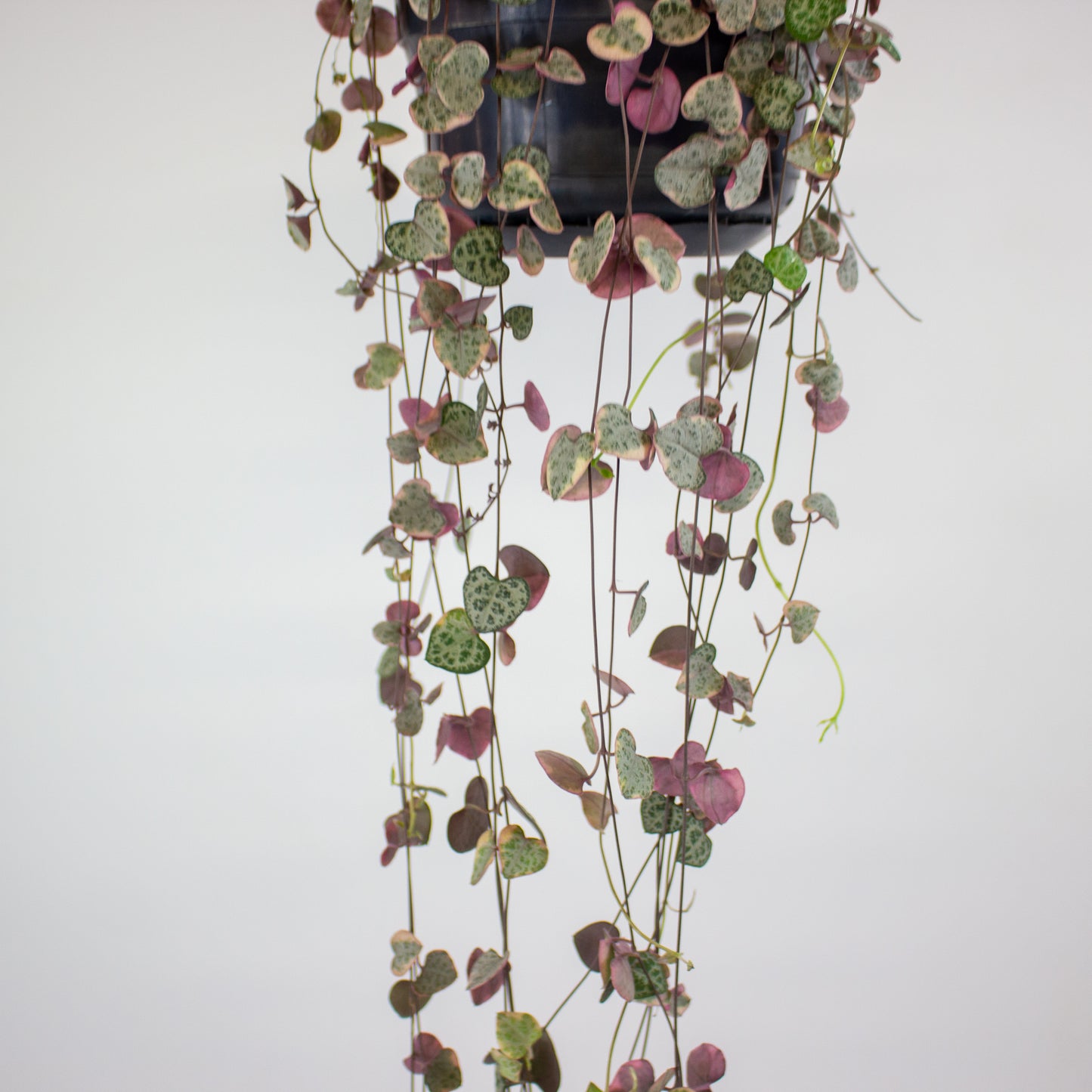 Ceropegia linearis Woodii Variegata 14cm H75cm