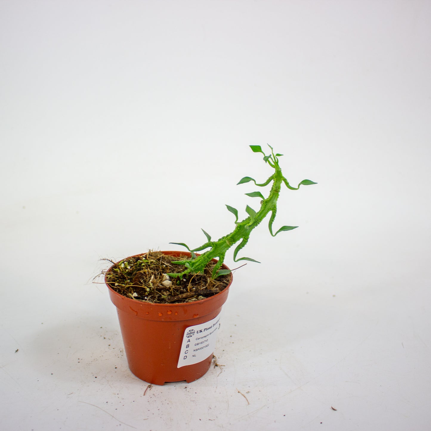 Ceropegia Simoneae 8cm H12cm