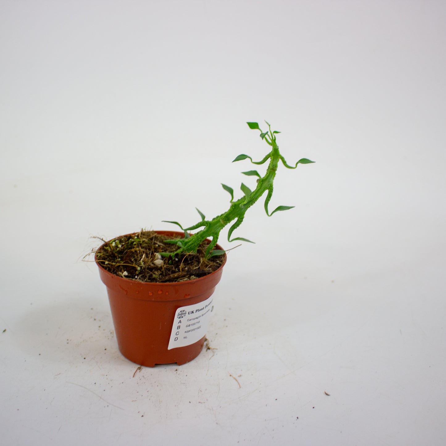 Ceropegia Simoneae 8cm H12cm