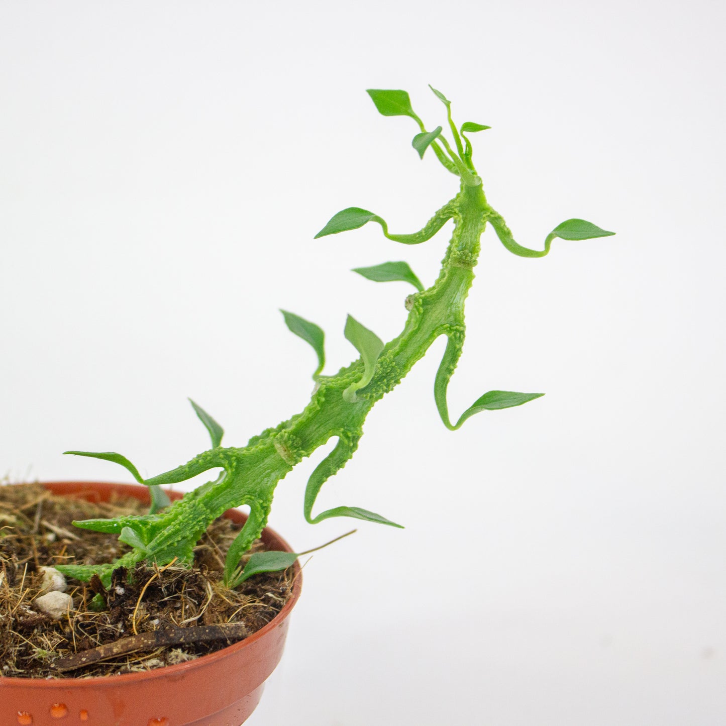 Ceropegia Simoneae 8cm H12cm
