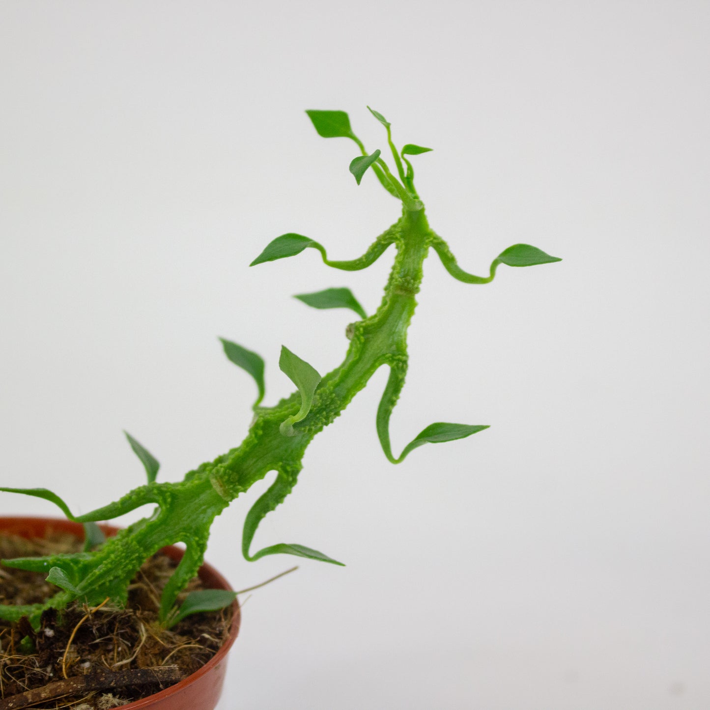 Ceropegia Simoneae 8cm H12cm
