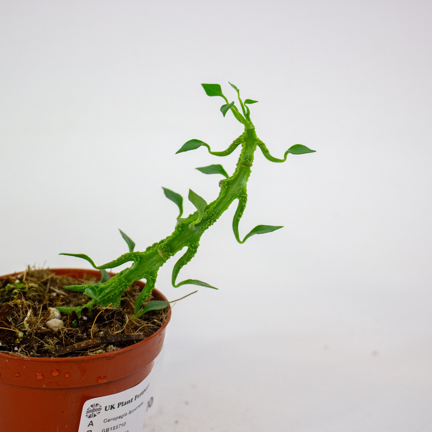 Ceropegia Simoneae 8cm H12cm