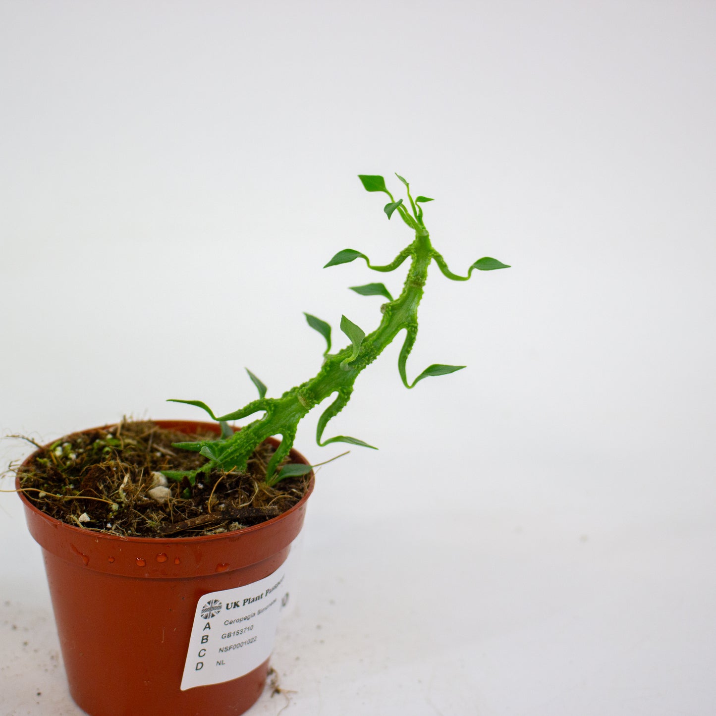 Ceropegia Simoneae 8cm H12cm