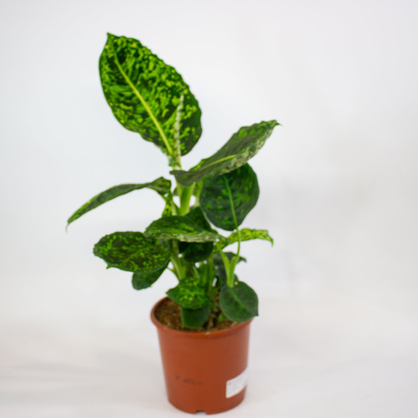 Dieffenbachia Reflector 17cm H55cm