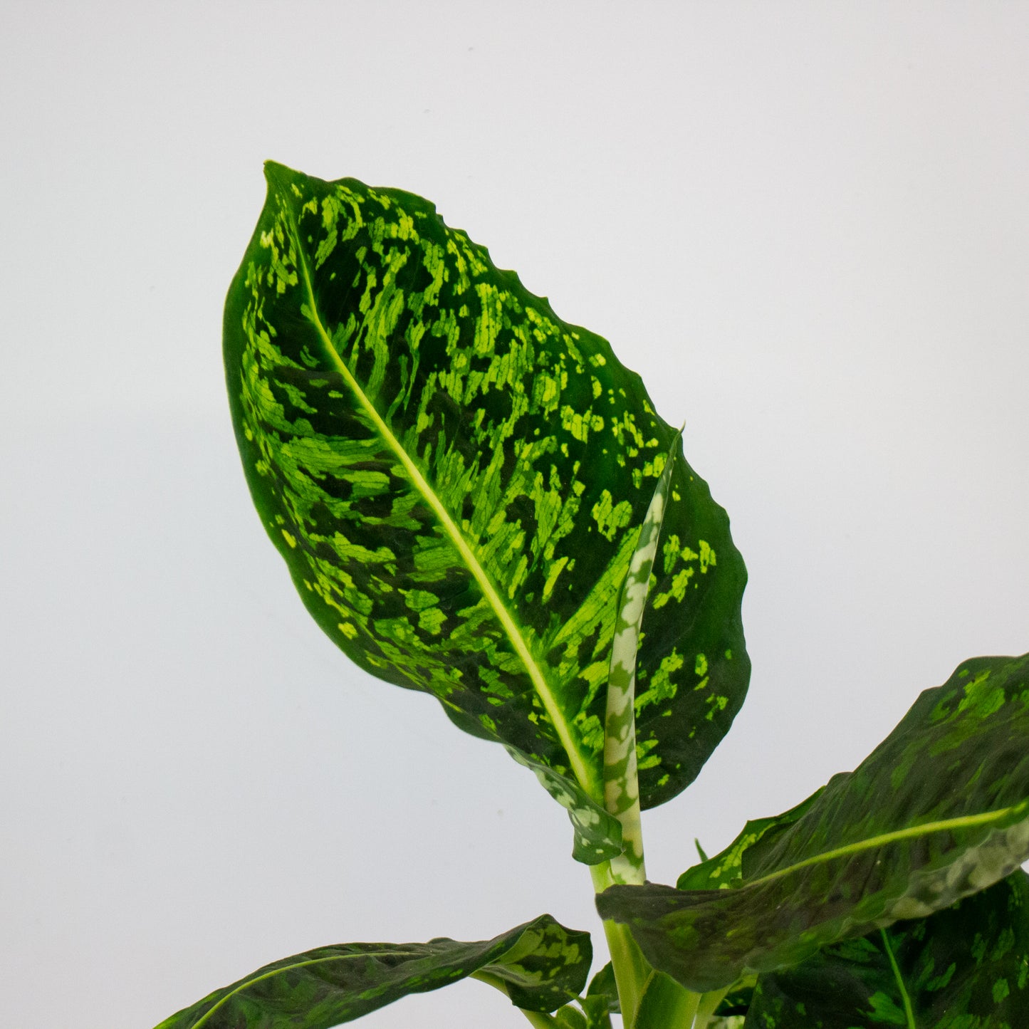 Dieffenbachia Reflector 17cm H55cm