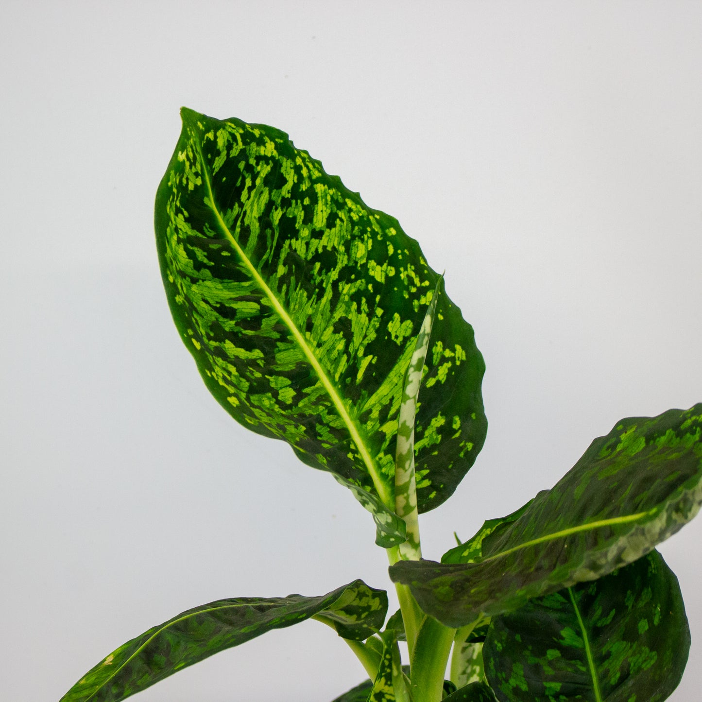 Dieffenbachia Reflector 17cm H55cm