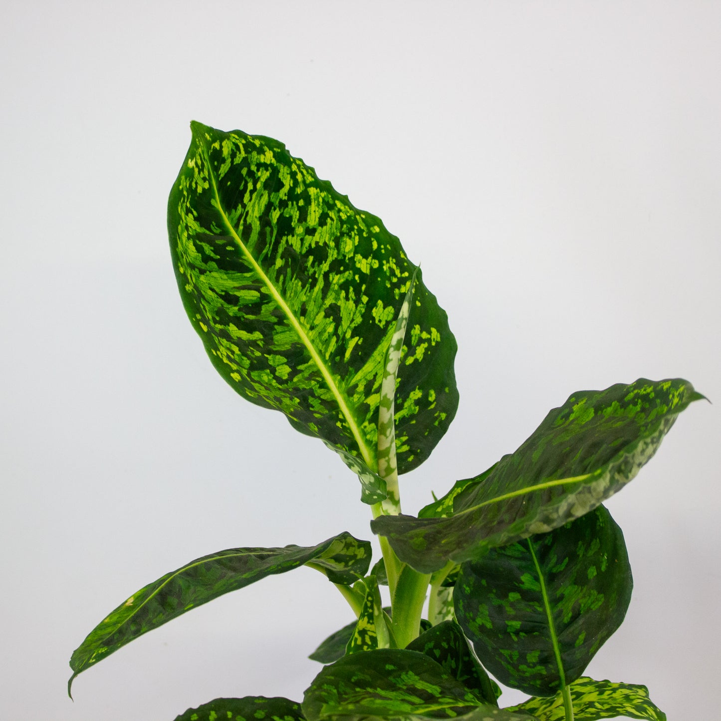 Dieffenbachia Reflector 17cm H55cm