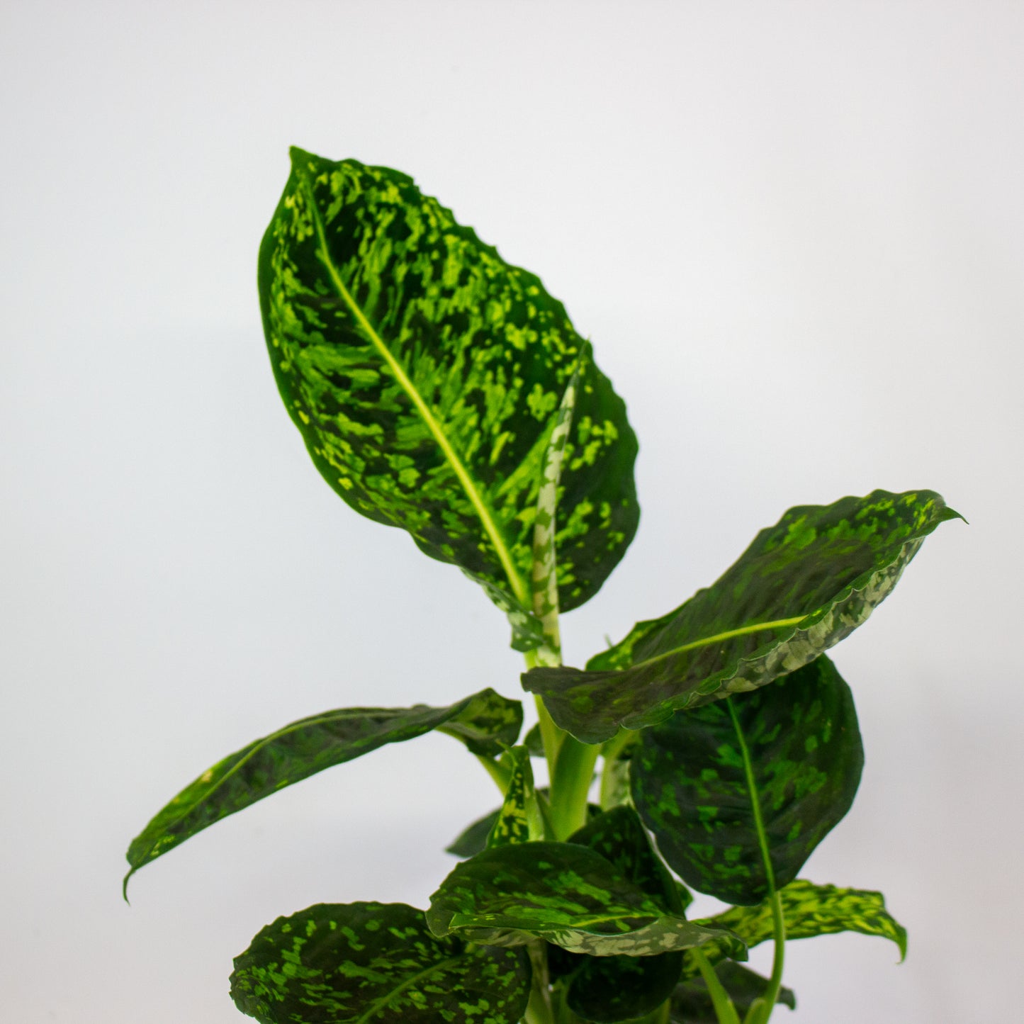 Dieffenbachia Reflector 17cm H55cm