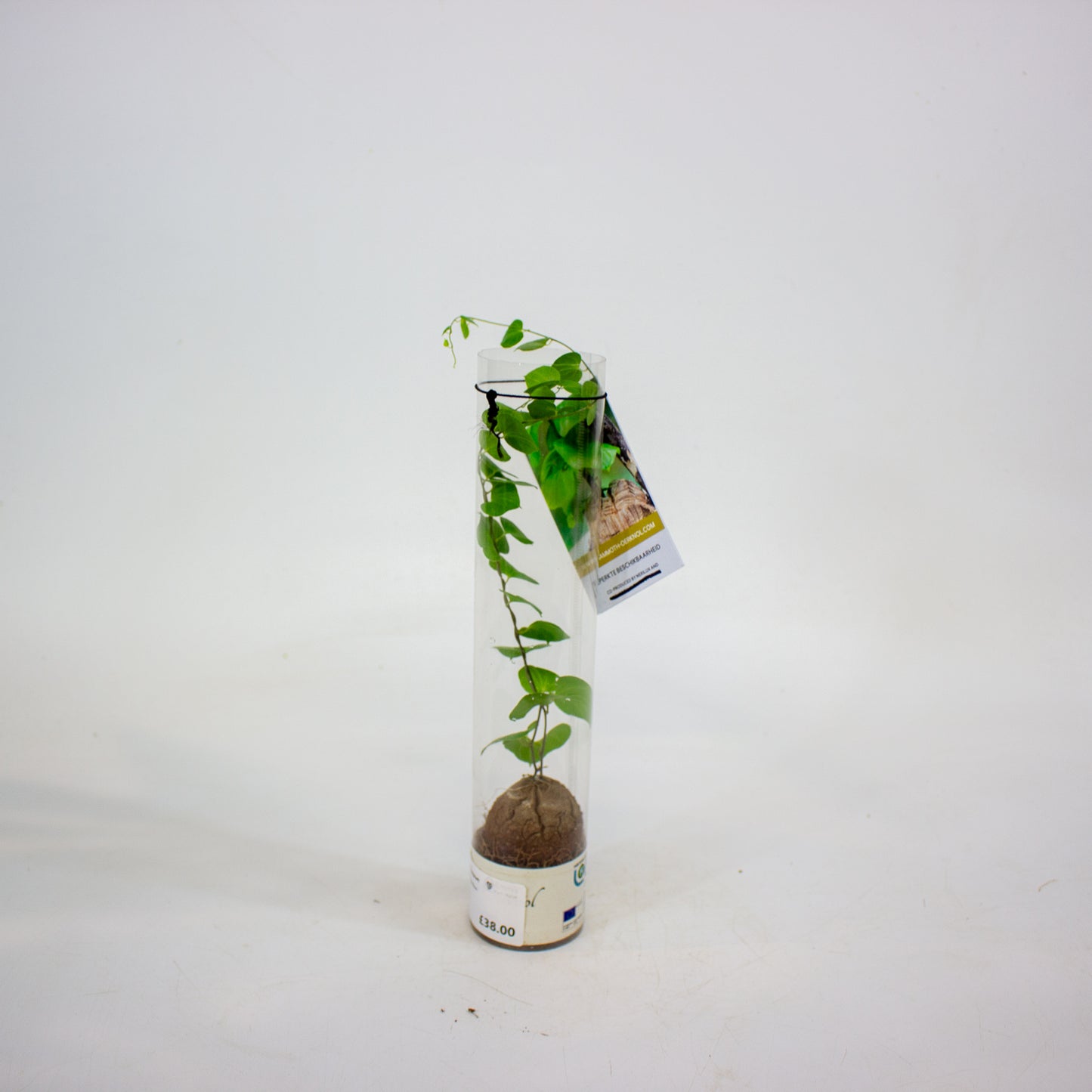 Dioscorea elephantipes 5.5cm H10cm