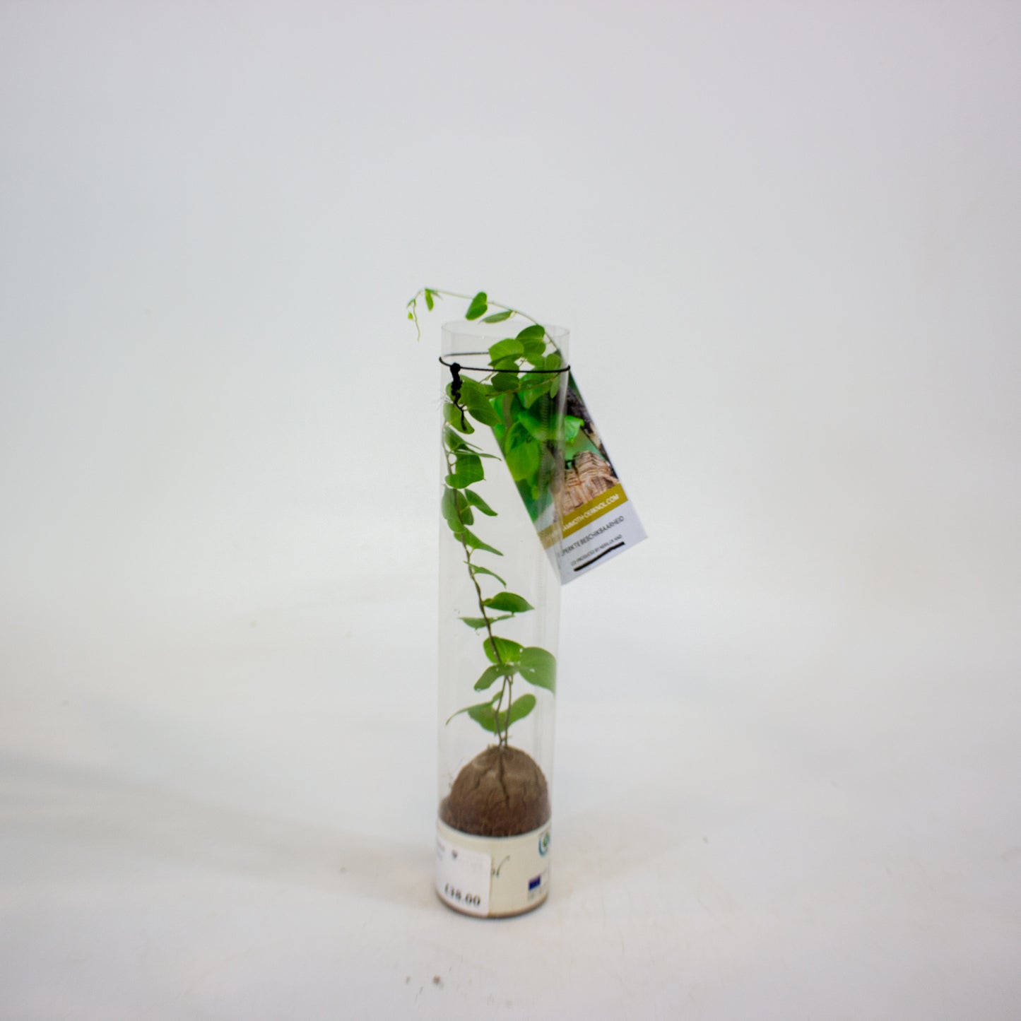 Dioscorea elephantipes 5.5cm H10cm