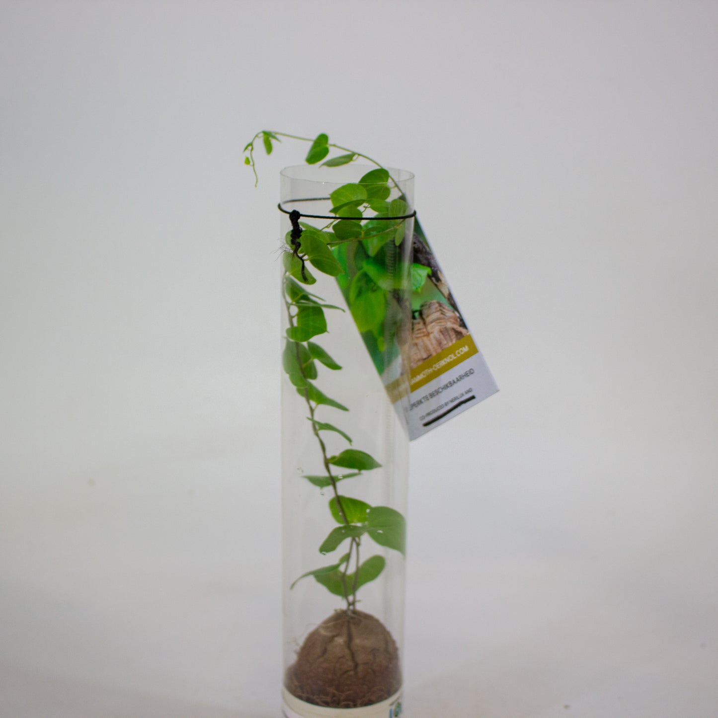 Dioscorea elephantipes 5.5cm H10cm