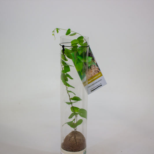Dioscorea elephantipes 5.5cm H10cm