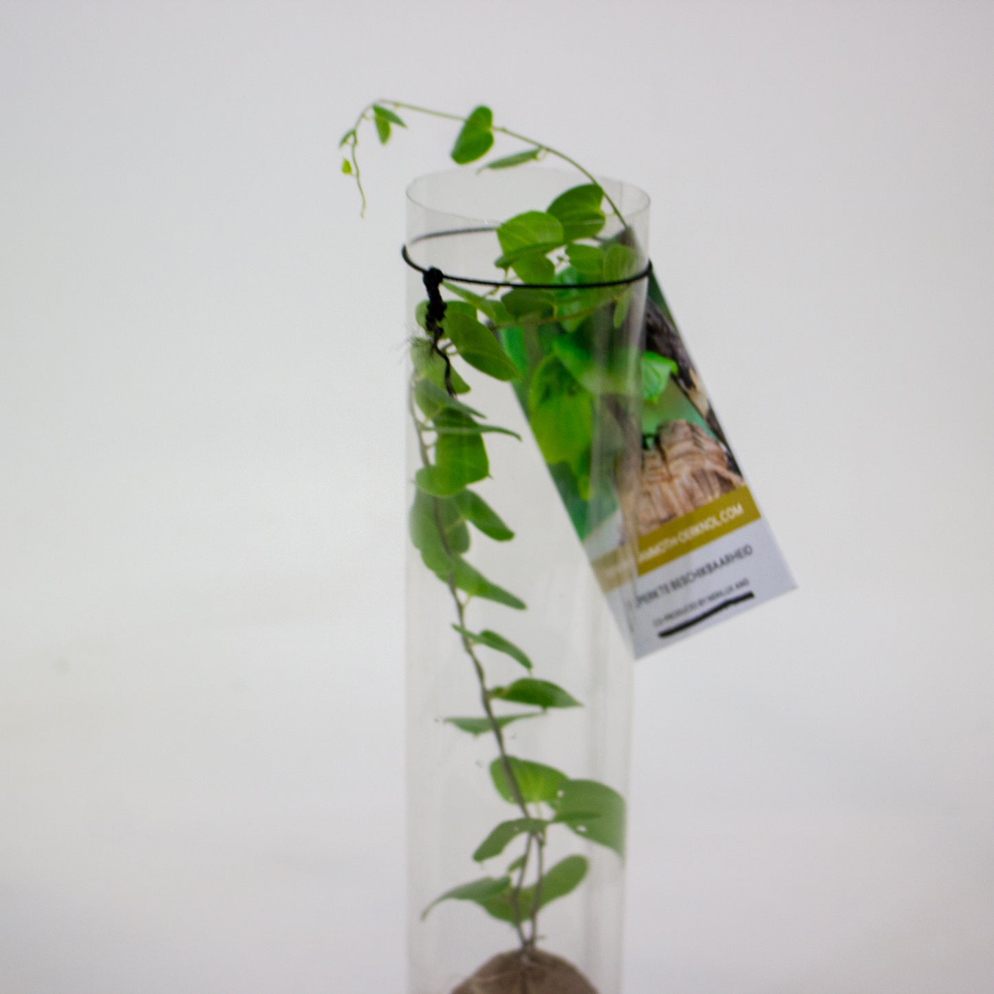 Dioscorea elephantipes 5.5cm H10cm