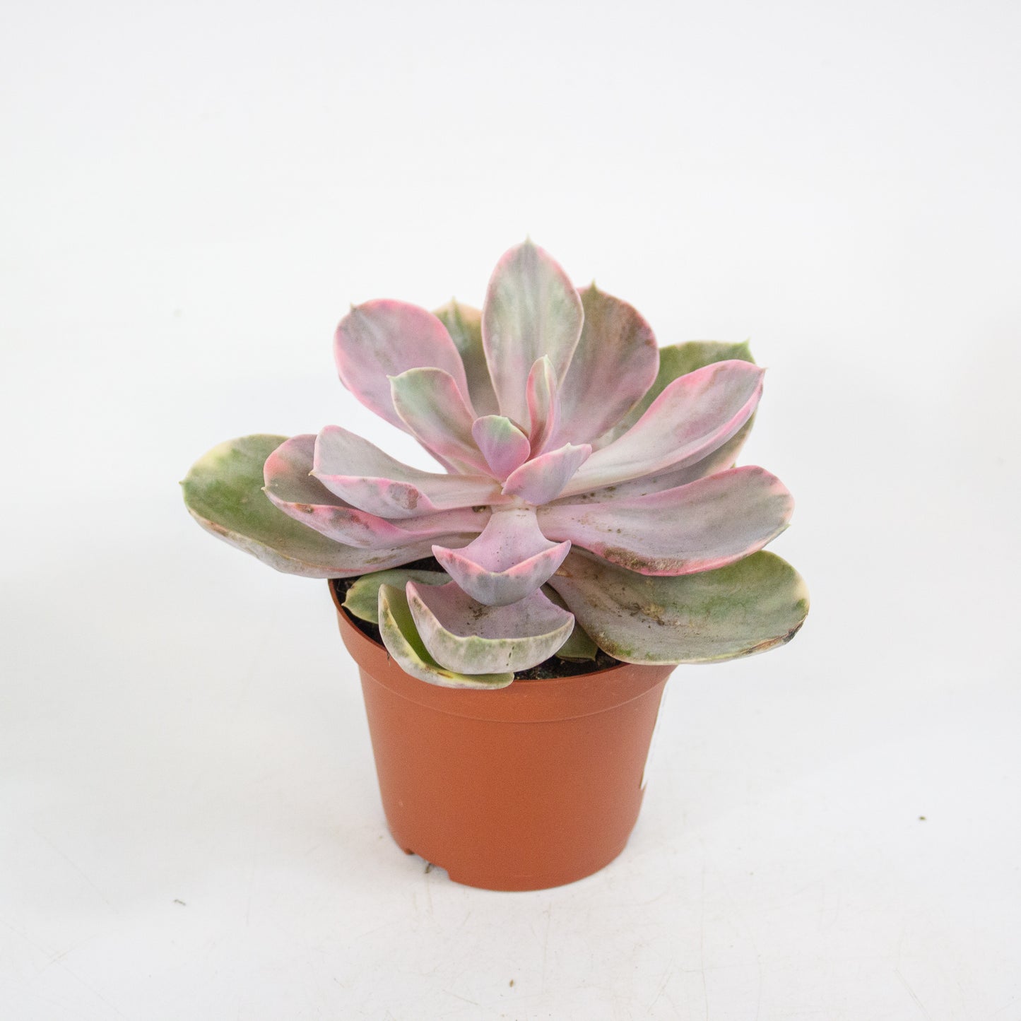 Echeveria Rainbow 8.5cm H14cm