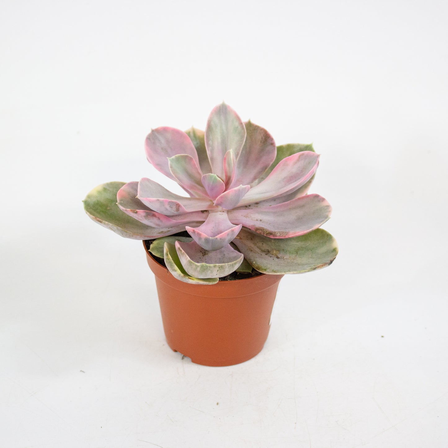 Echeveria Rainbow 8.5cm H14cm