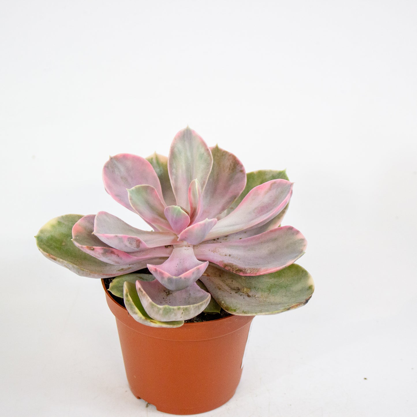Echeveria Rainbow 8.5cm H14cm