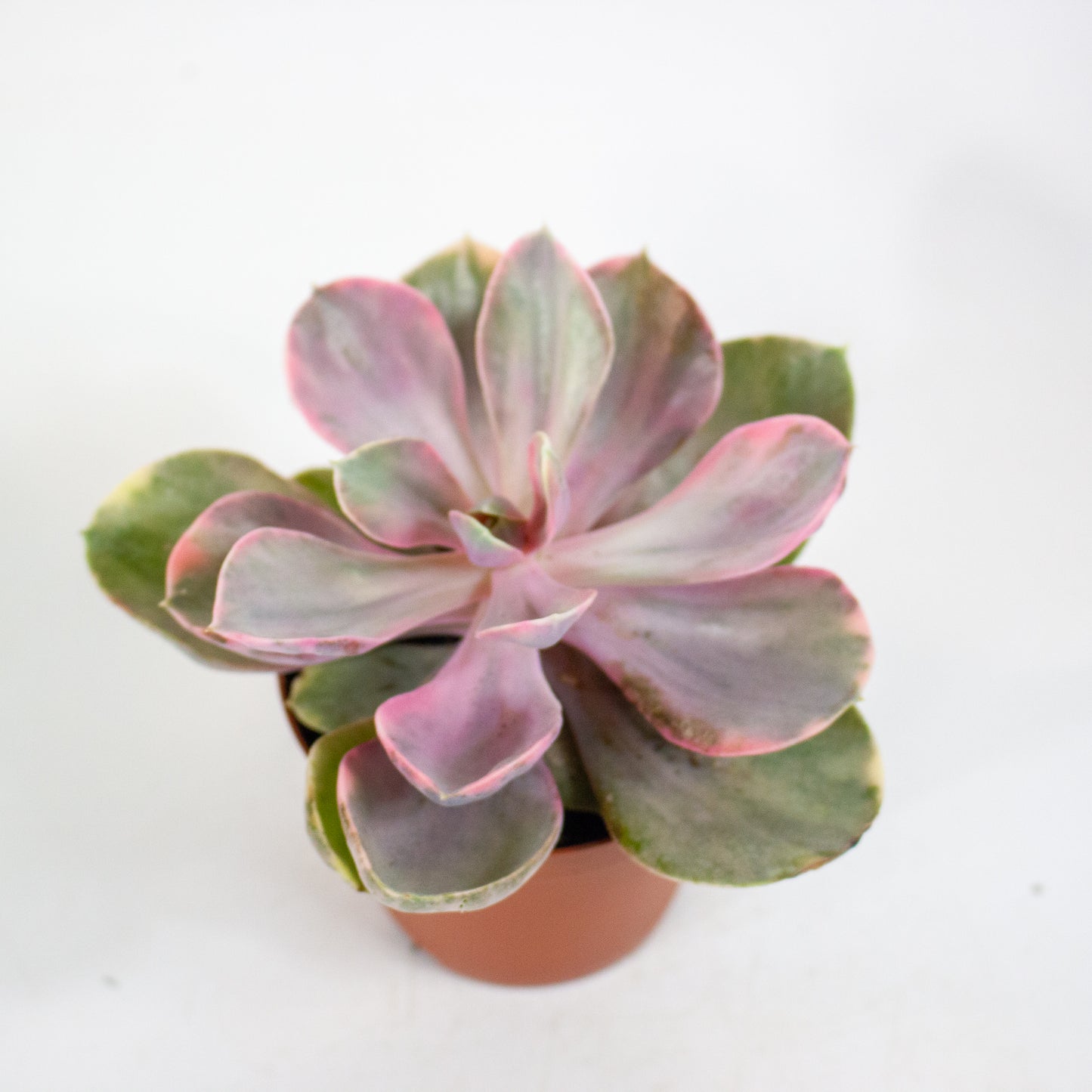 Echeveria Rainbow 8.5cm H14cm