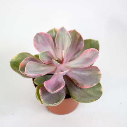 Echeveria Rainbow 8.5cm H14cm
