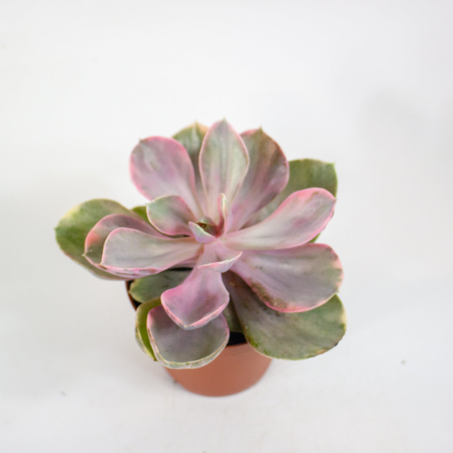 Echeveria Rainbow 8.5cm H14cm