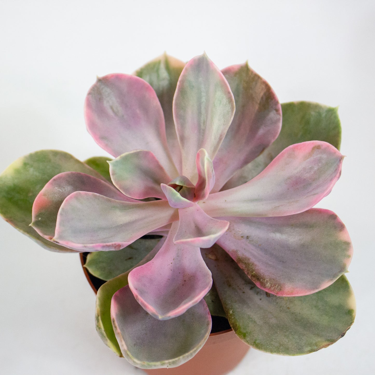 Echeveria Rainbow 8.5cm H14cm