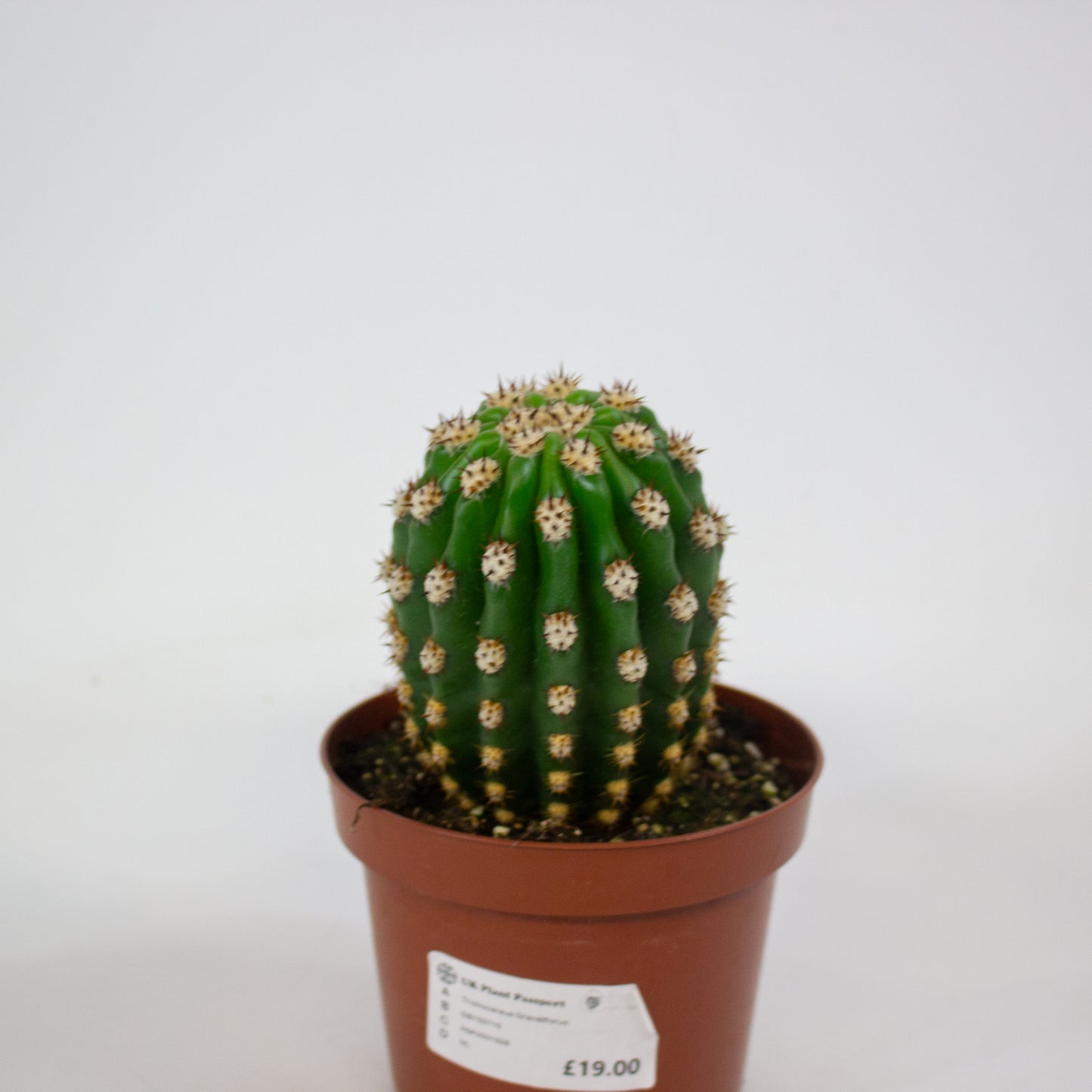 Trichocereus Grandiflorus 13cm H20cm