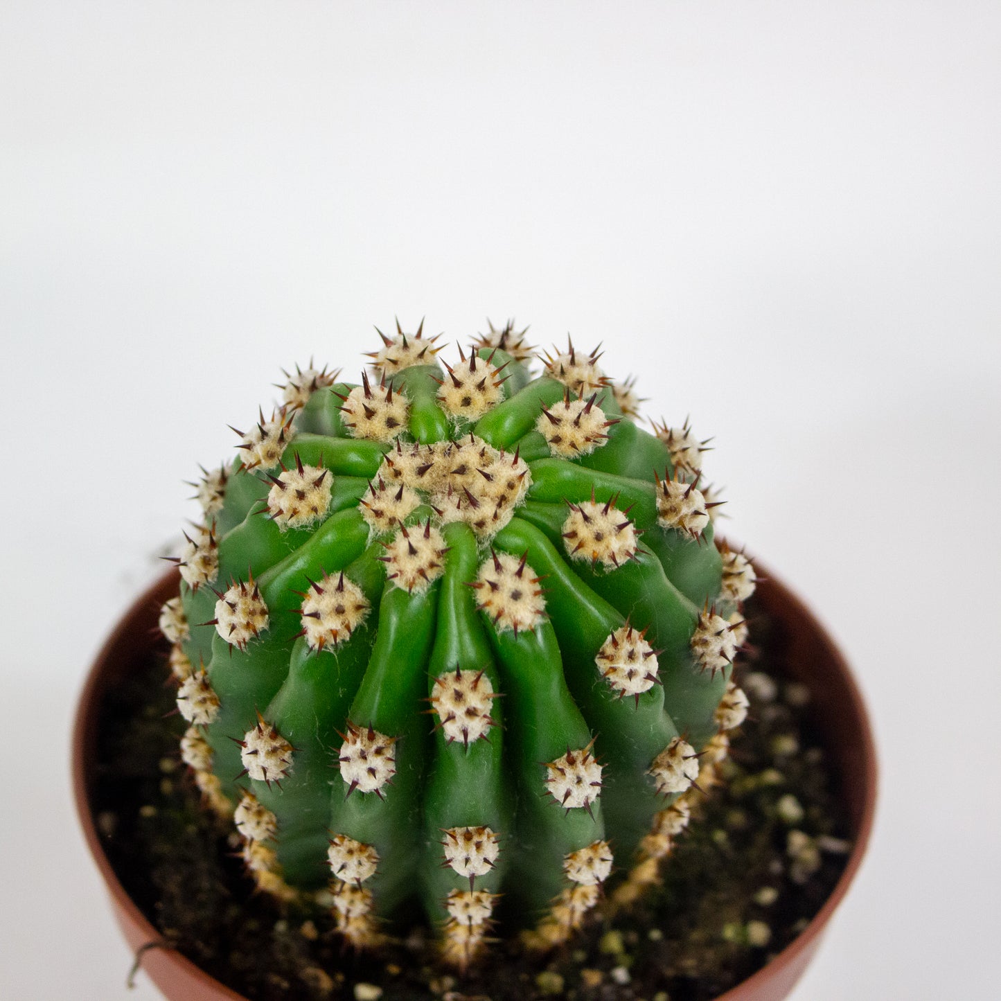 Trichocereus Grandiflorus 13cm H20cm