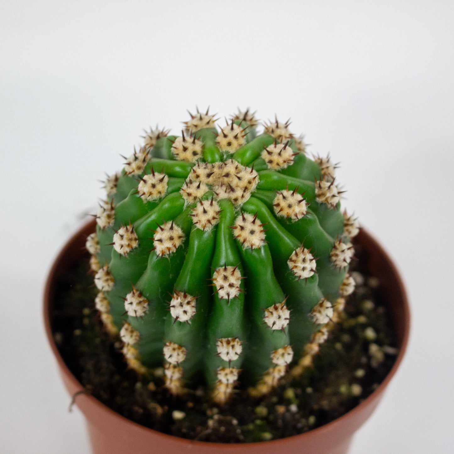 Trichocereus Grandiflorus 13cm H20cm