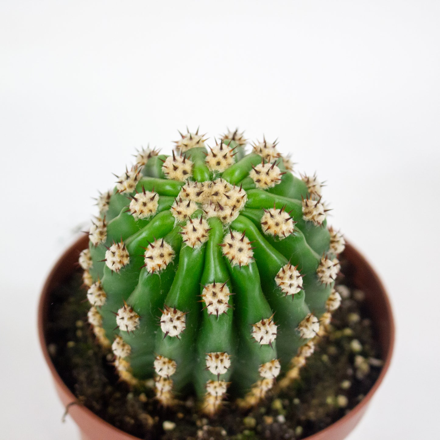 Trichocereus Grandiflorus 13cm H20cm