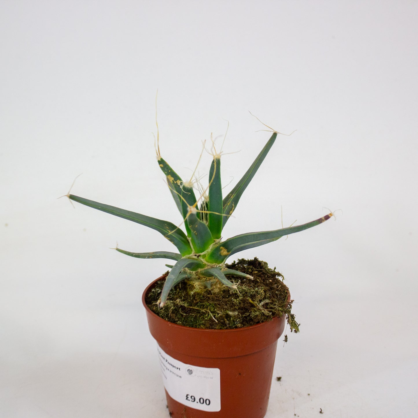 Leuchtenbergia principus 8.5cm H15cm