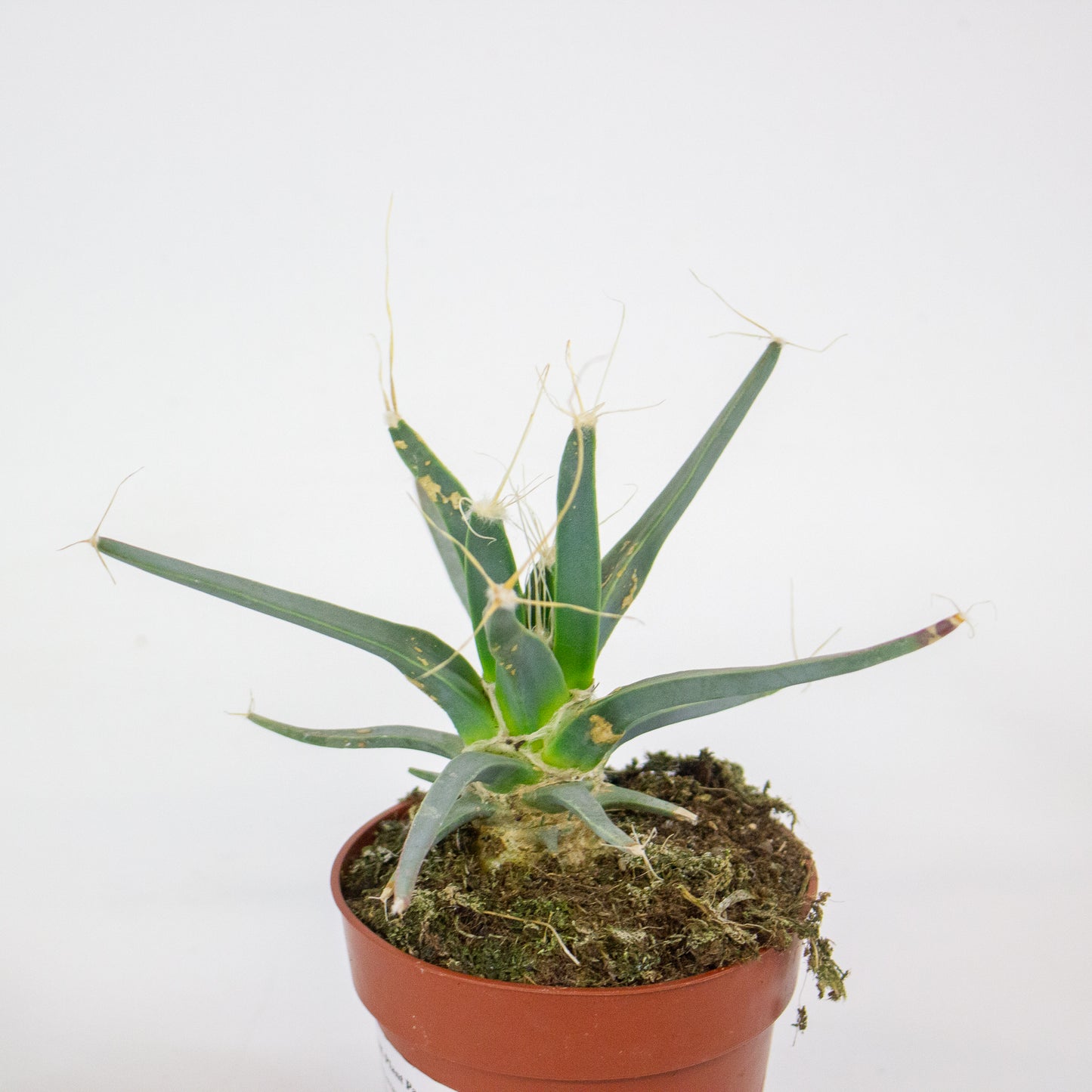 Leuchtenbergia principus 8.5cm H15cm