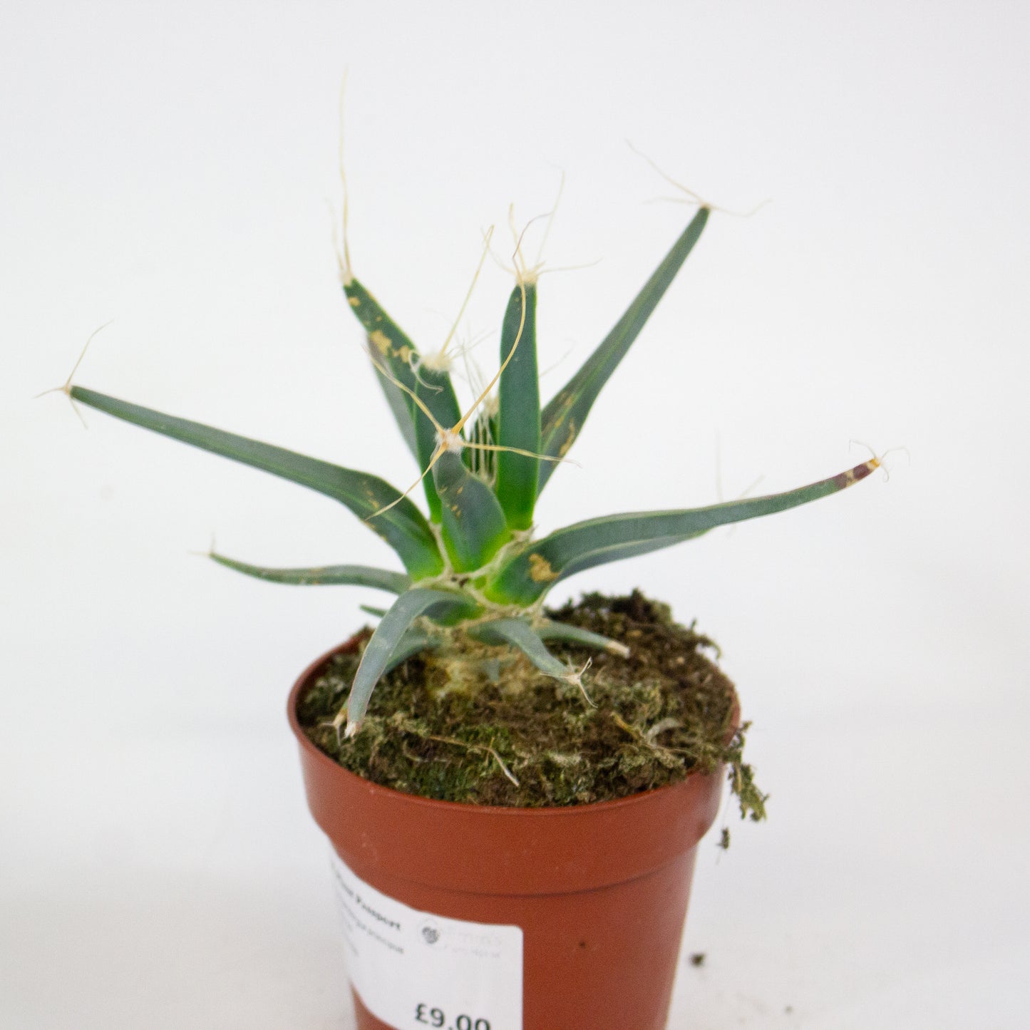 Leuchtenbergia principus 8.5cm H15cm