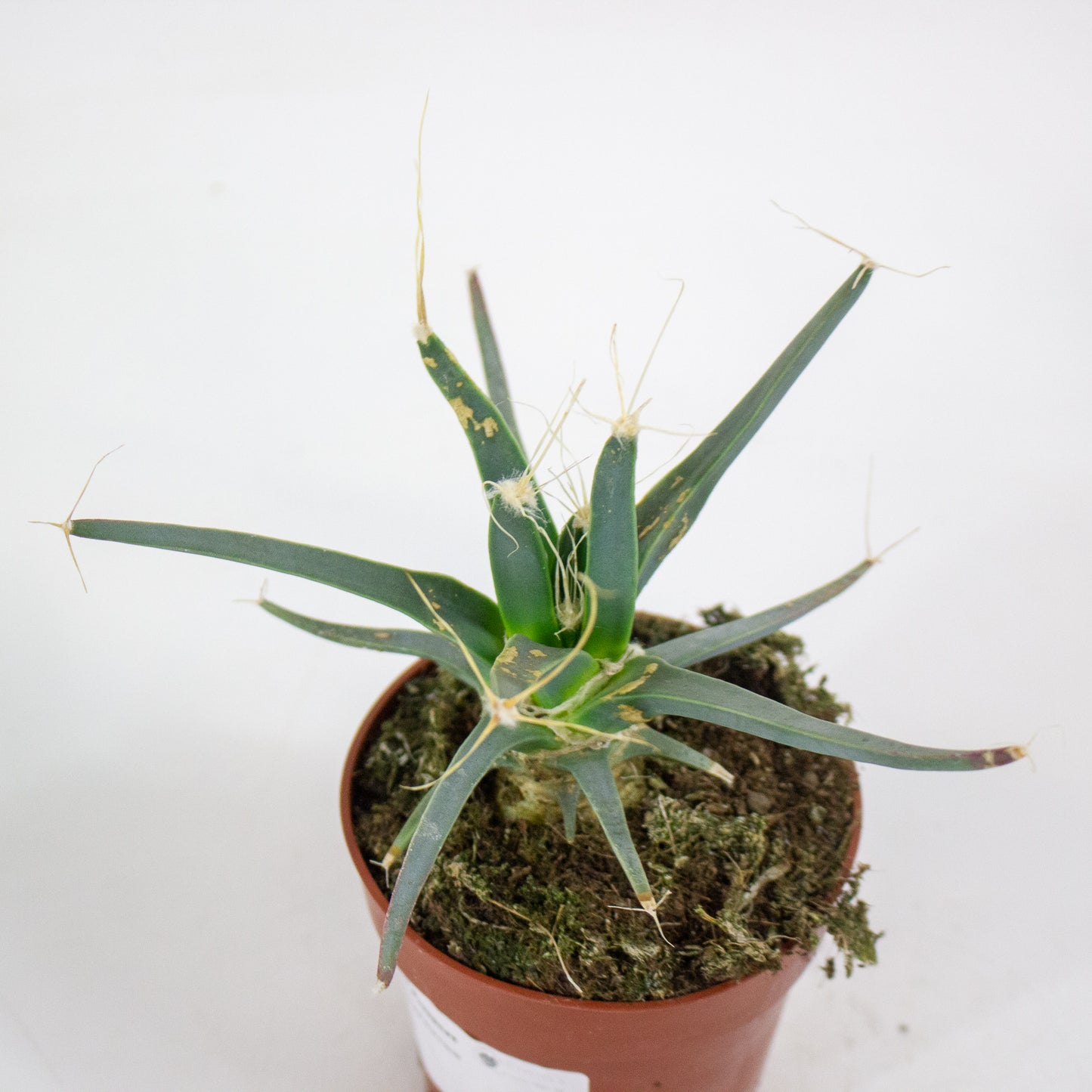 Leuchtenbergia principus 8.5cm H15cm
