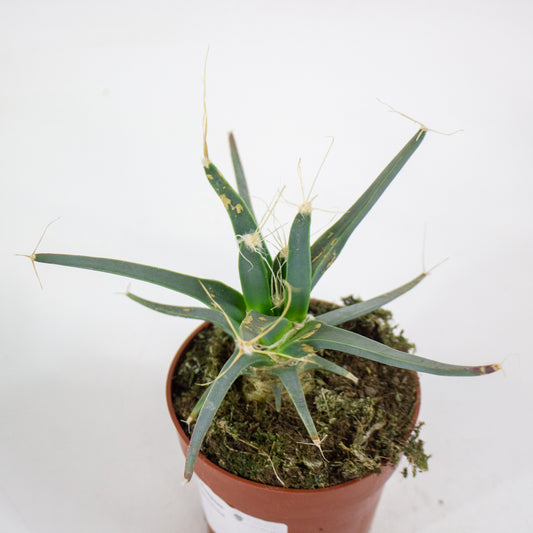 Leuchtenbergia principus 8.5cm H15cm