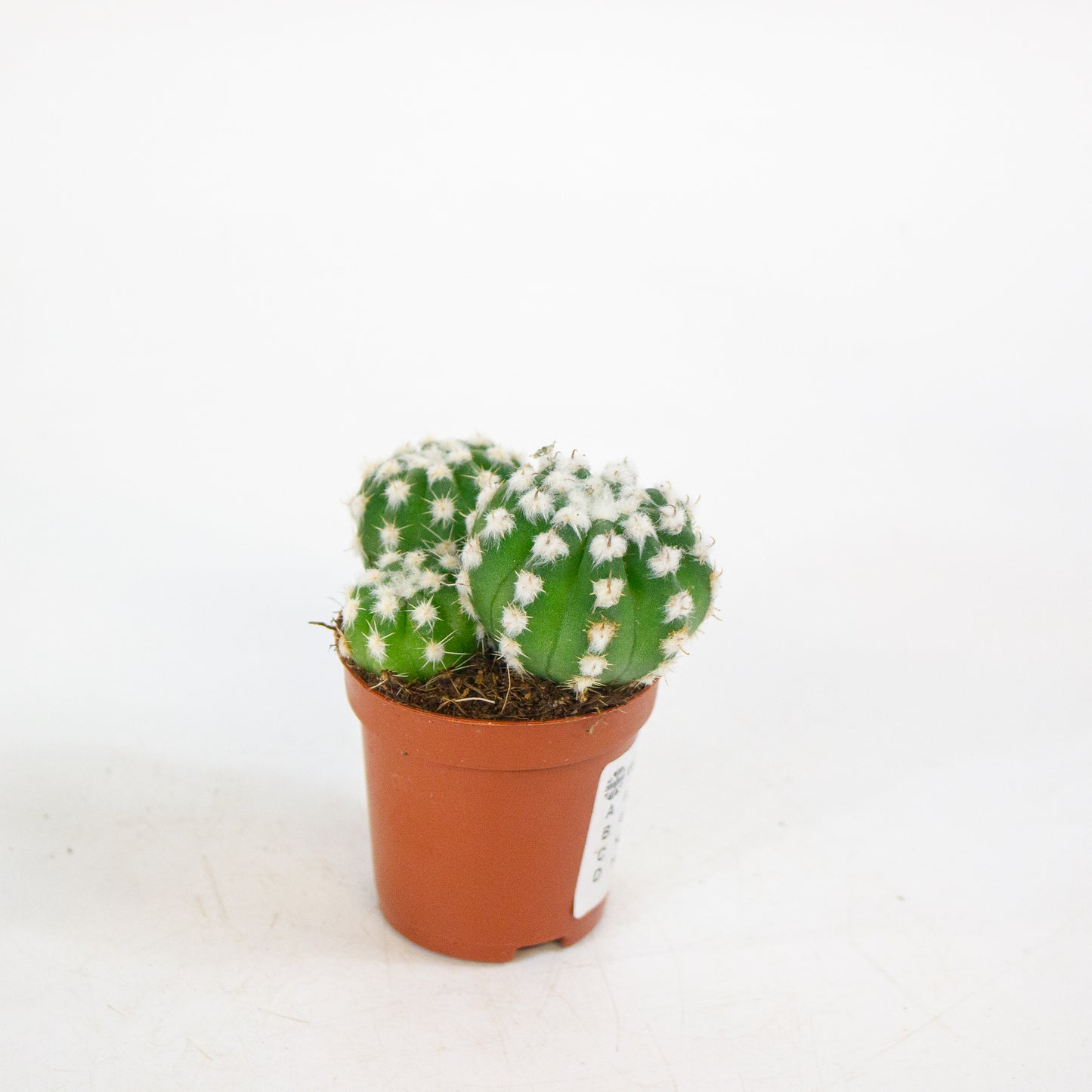 Echinopsis subdenudata 8.5cm H12cm