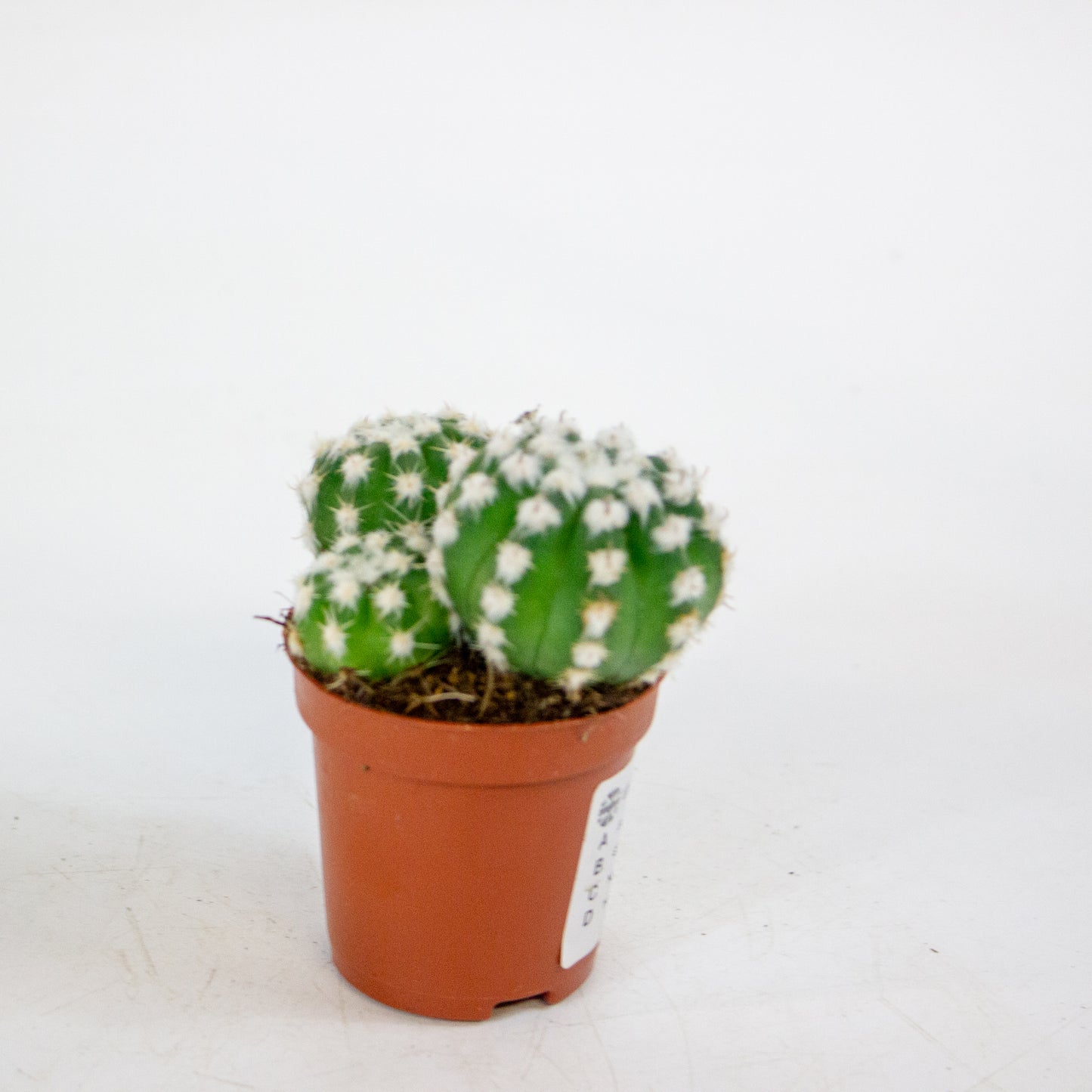 Echinopsis subdenudata 8.5cm H12cm