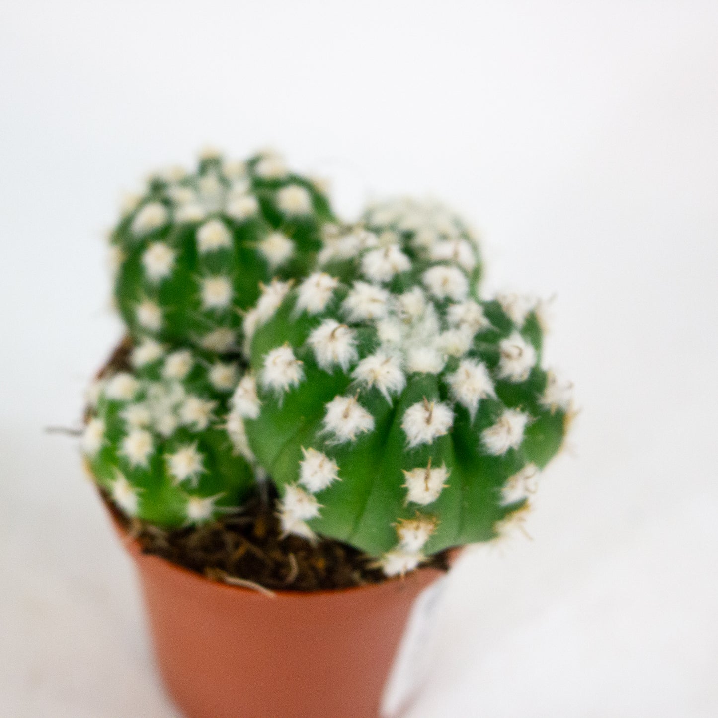 Echinopsis subdenudata 8.5cm H12cm