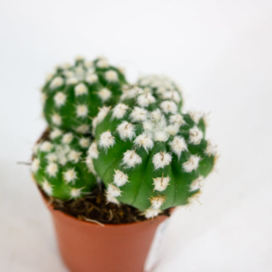 Echinopsis subdenudata 8.5cm H12cm