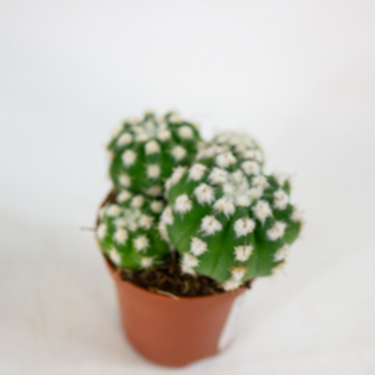 Echinopsis subdenudata 8.5cm H12cm
