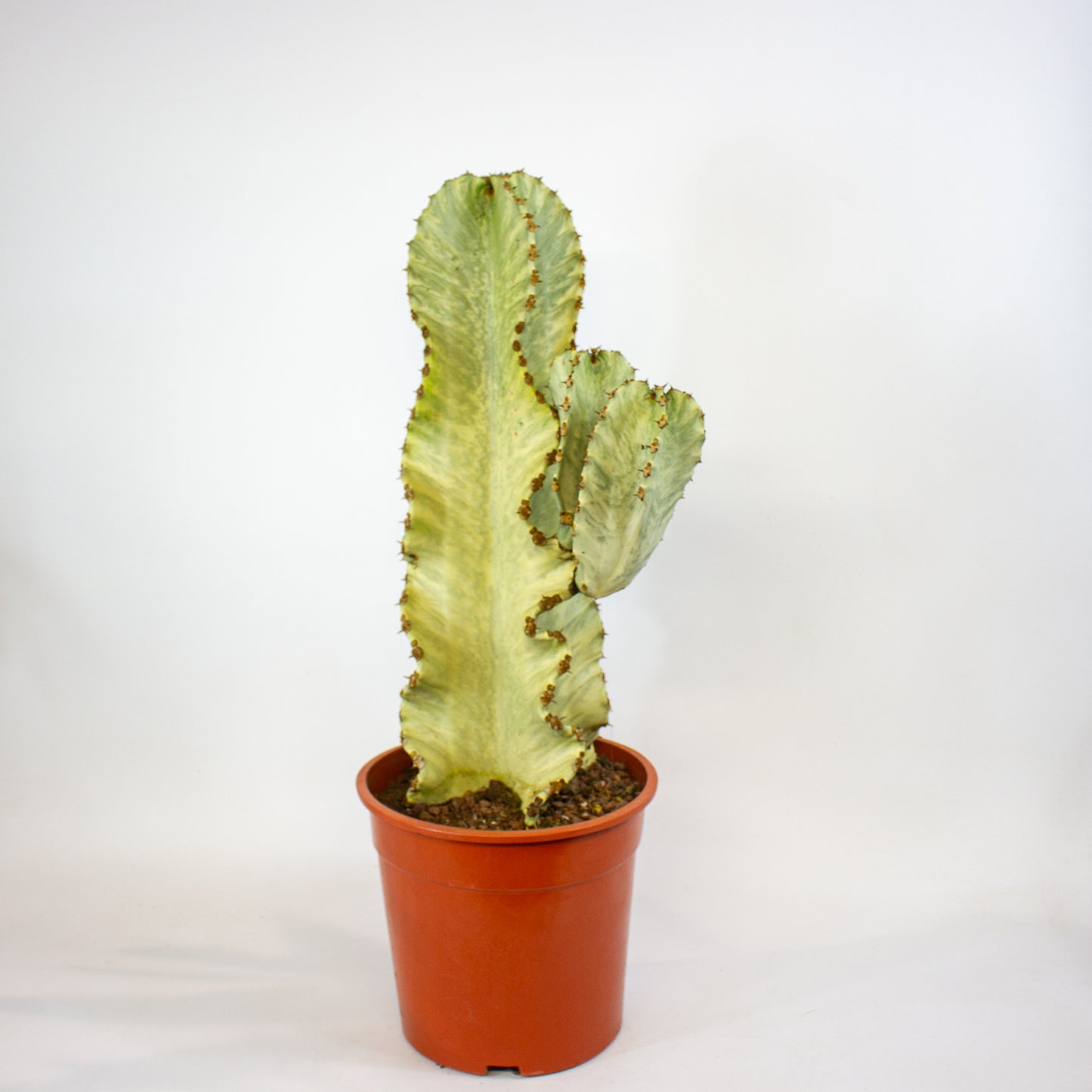 Euphorbia ingens Variegata 24cm H75cm