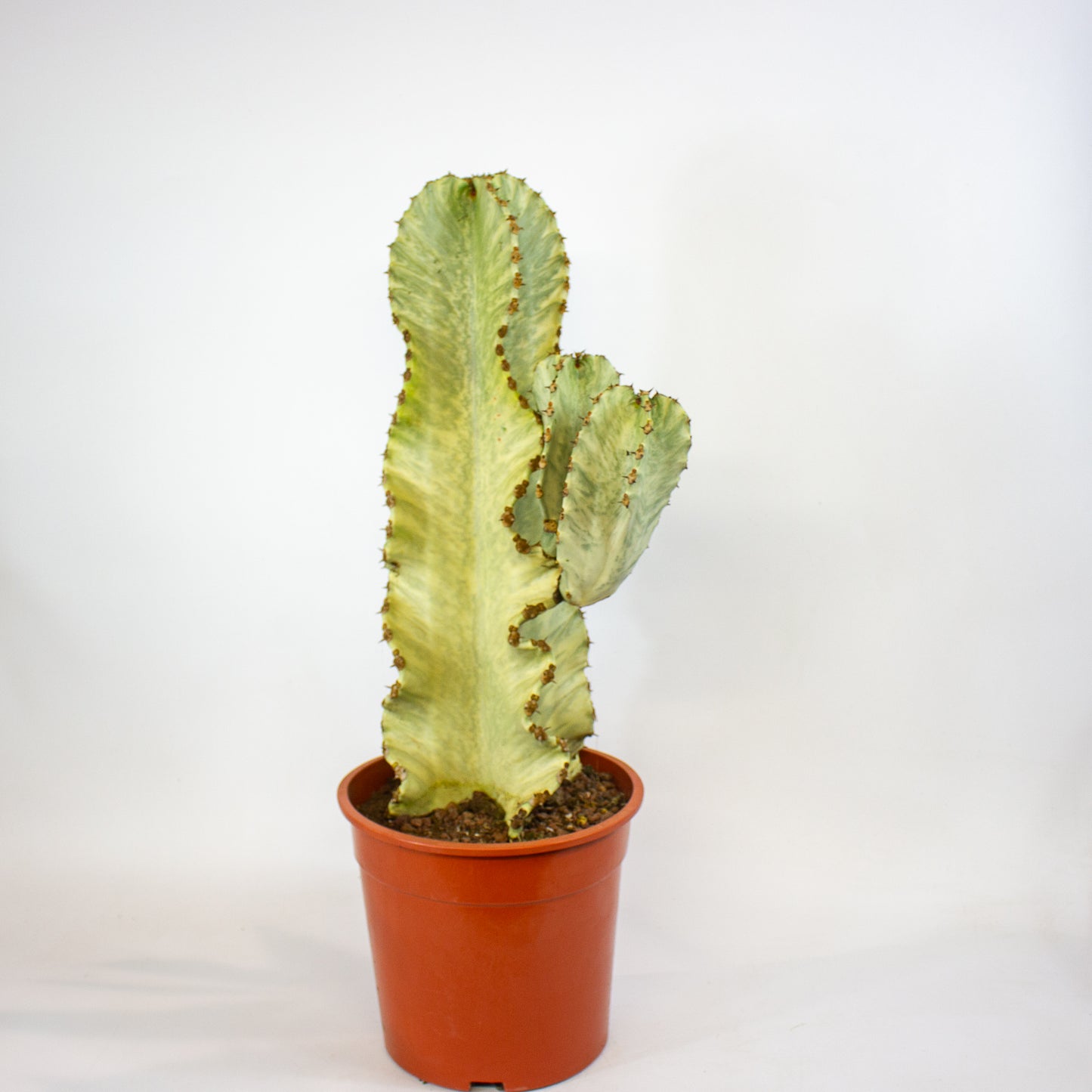 Euphorbia ingens Variegata 24cm H75cm