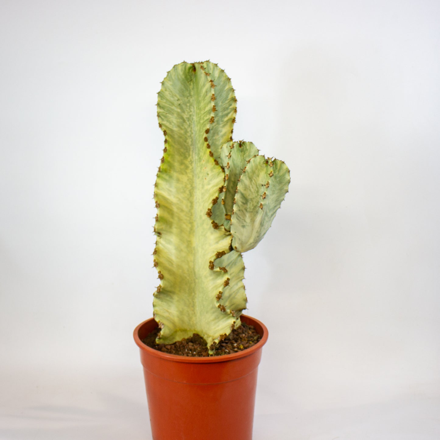 Euphorbia ingens Variegata 24cm H75cm
