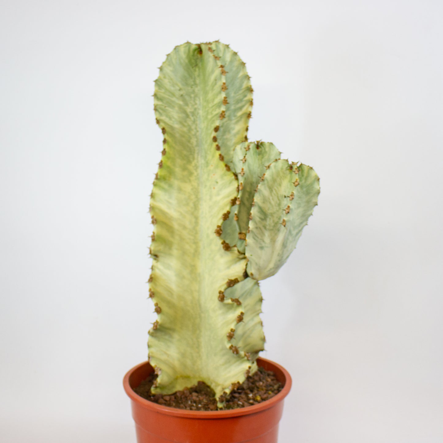 Euphorbia ingens Variegata 24cm H75cm
