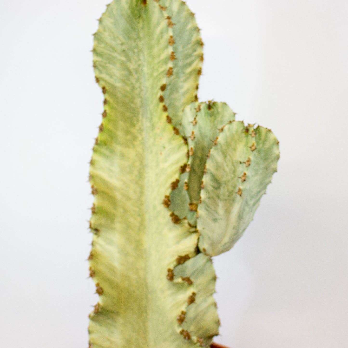 Euphorbia ingens Variegata 24cm H75cm