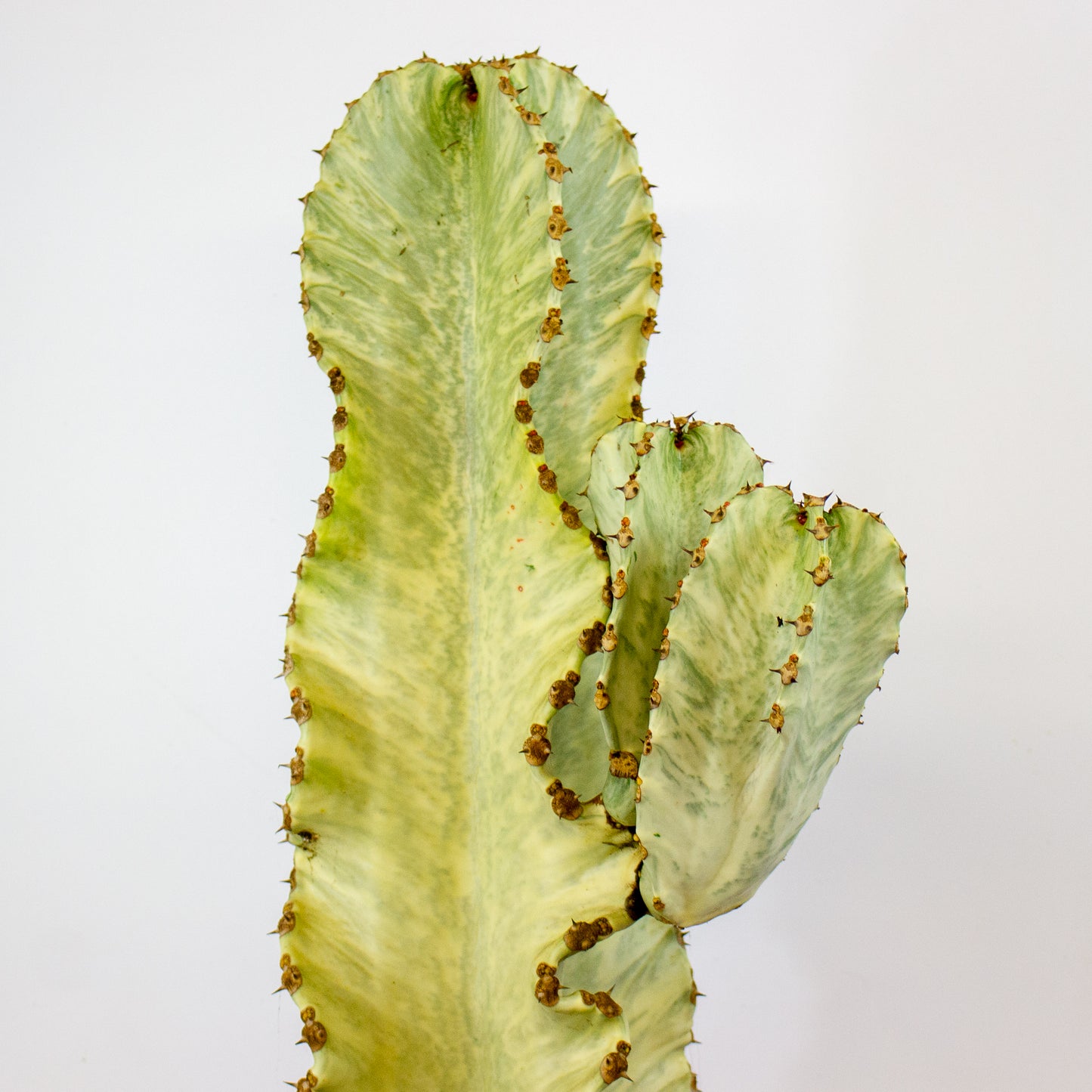Euphorbia ingens Variegata 24cm H75cm