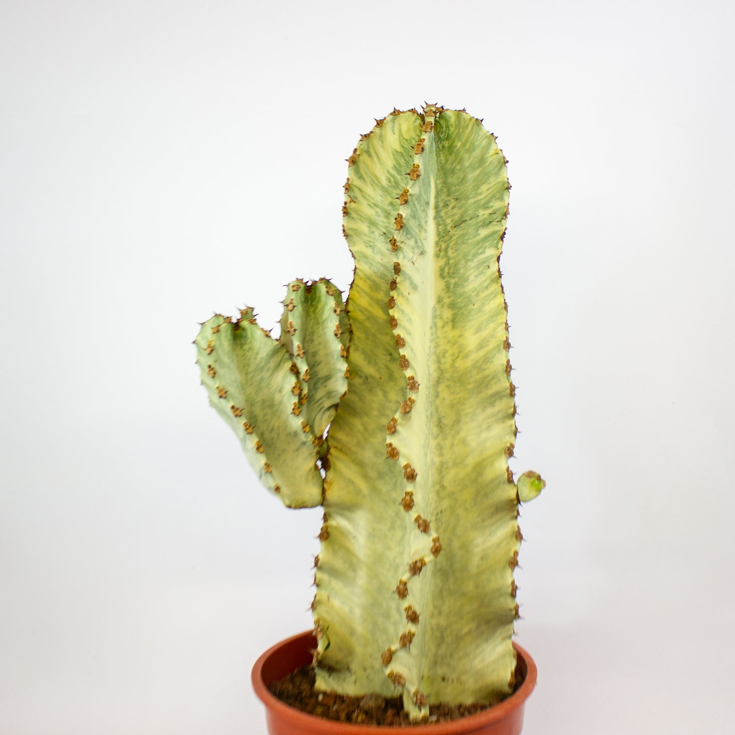 Euphorbia ingens Variegata 24cm H75cm