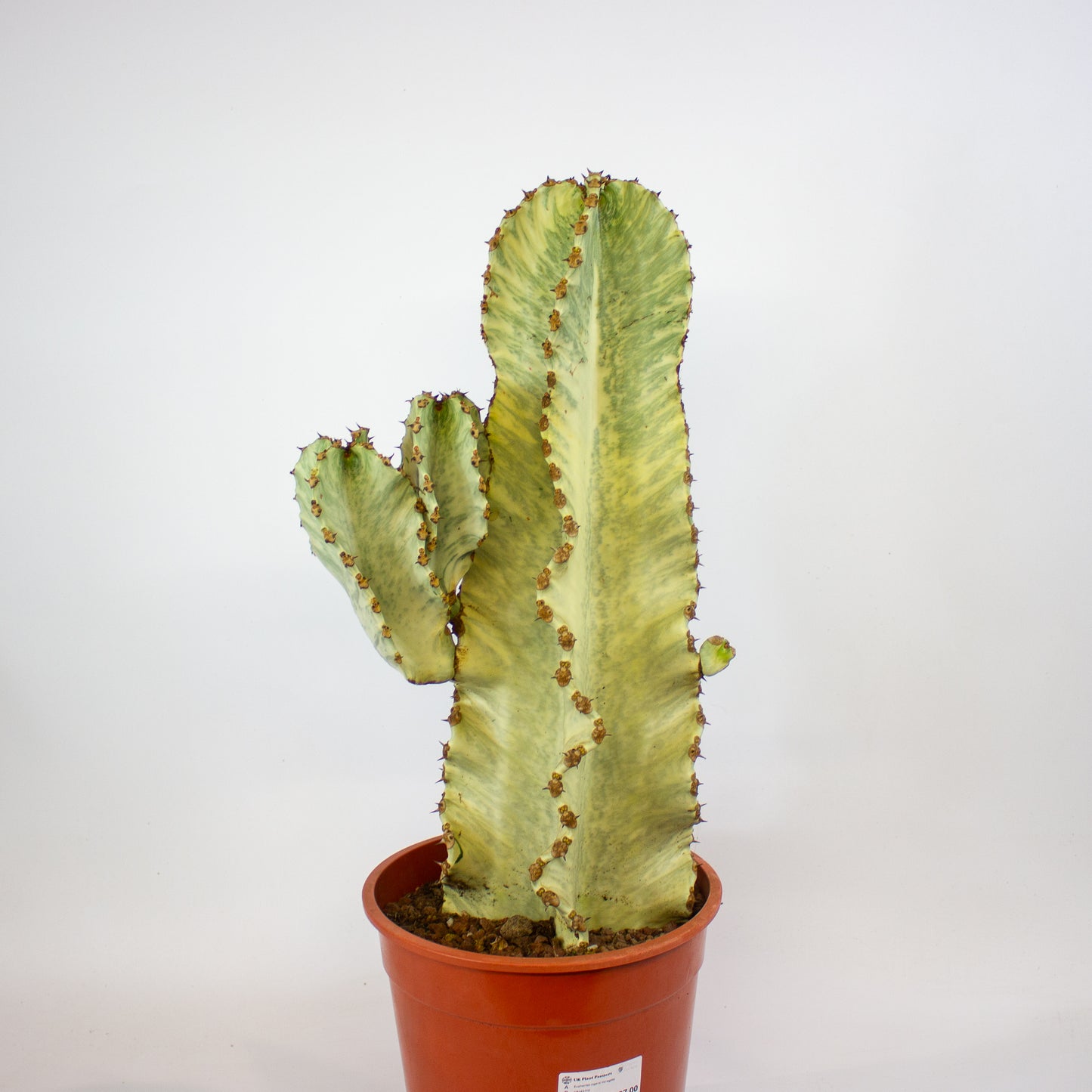 Euphorbia ingens Variegata 24cm H75cm