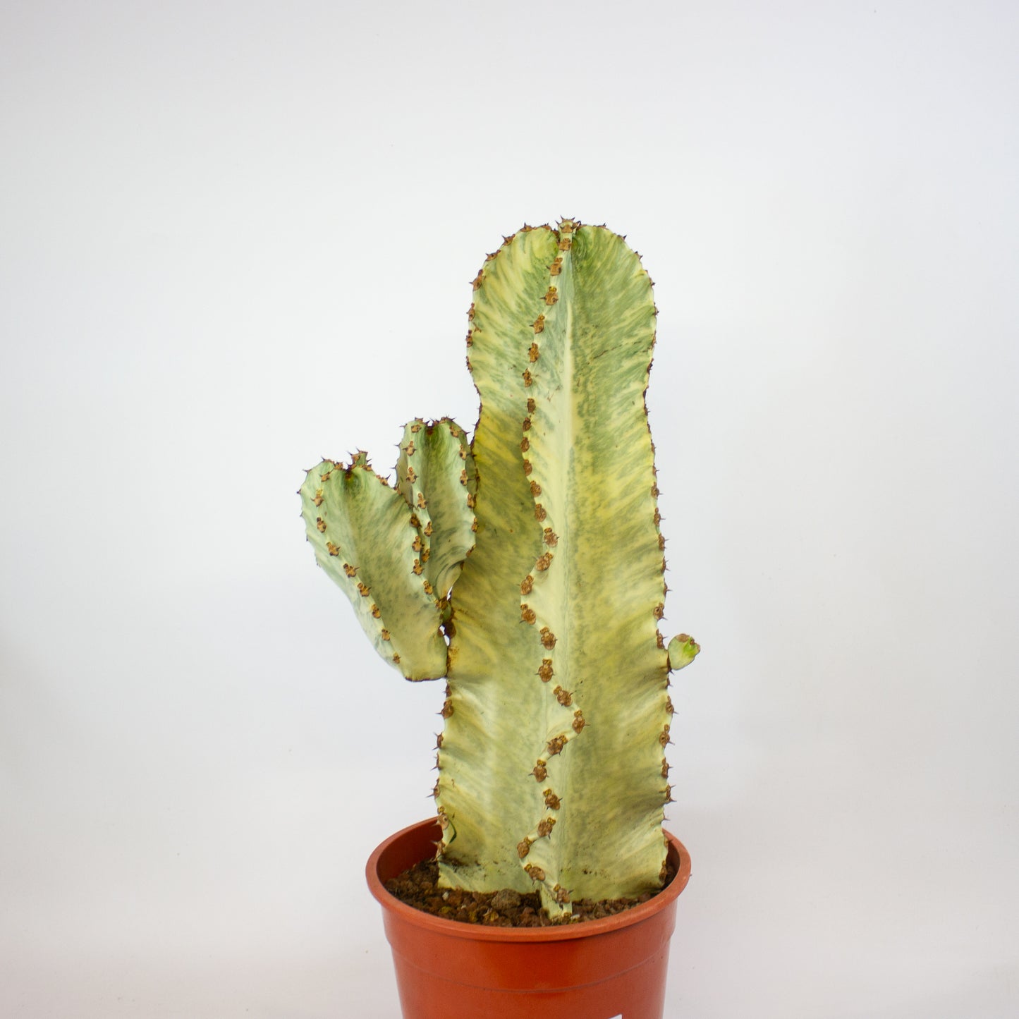 Euphorbia ingens Variegata 24cm H75cm