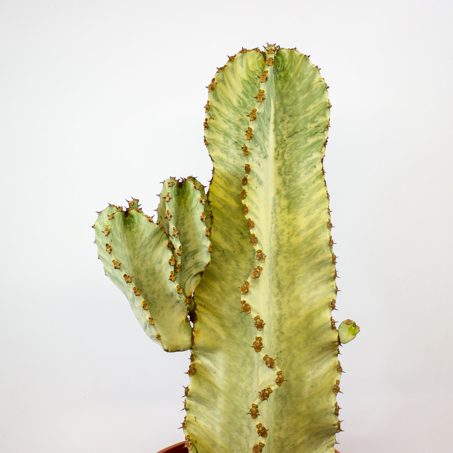 Euphorbia ingens Variegata 24cm H75cm