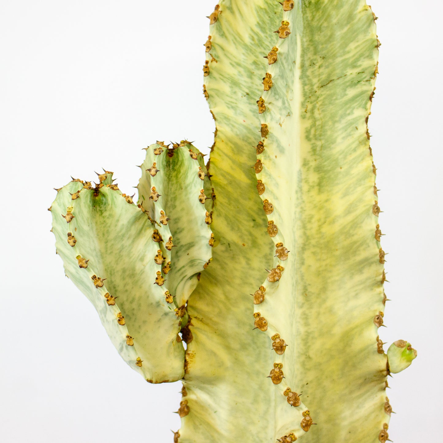 Euphorbia ingens Variegata 24cm H75cm