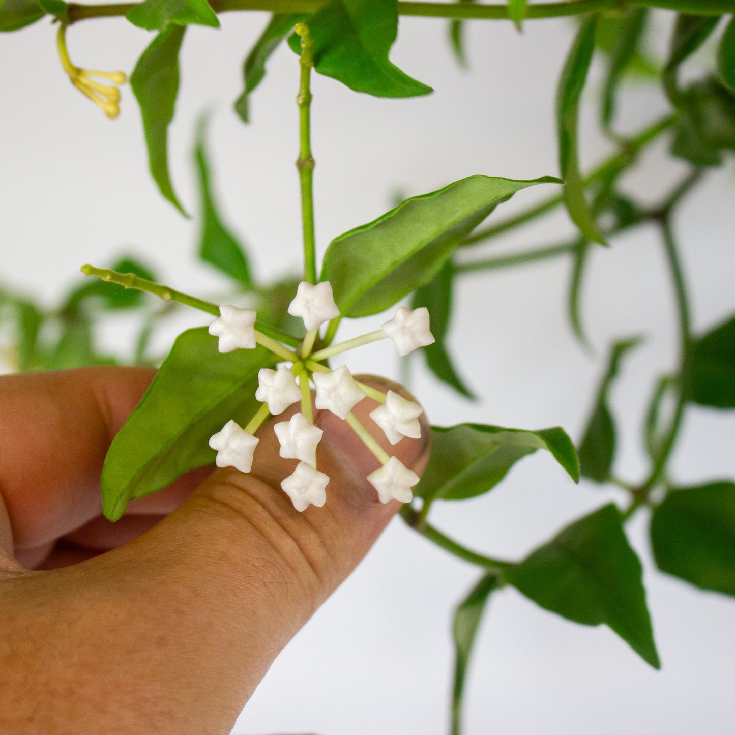 Hoya bella 22cm H45cm